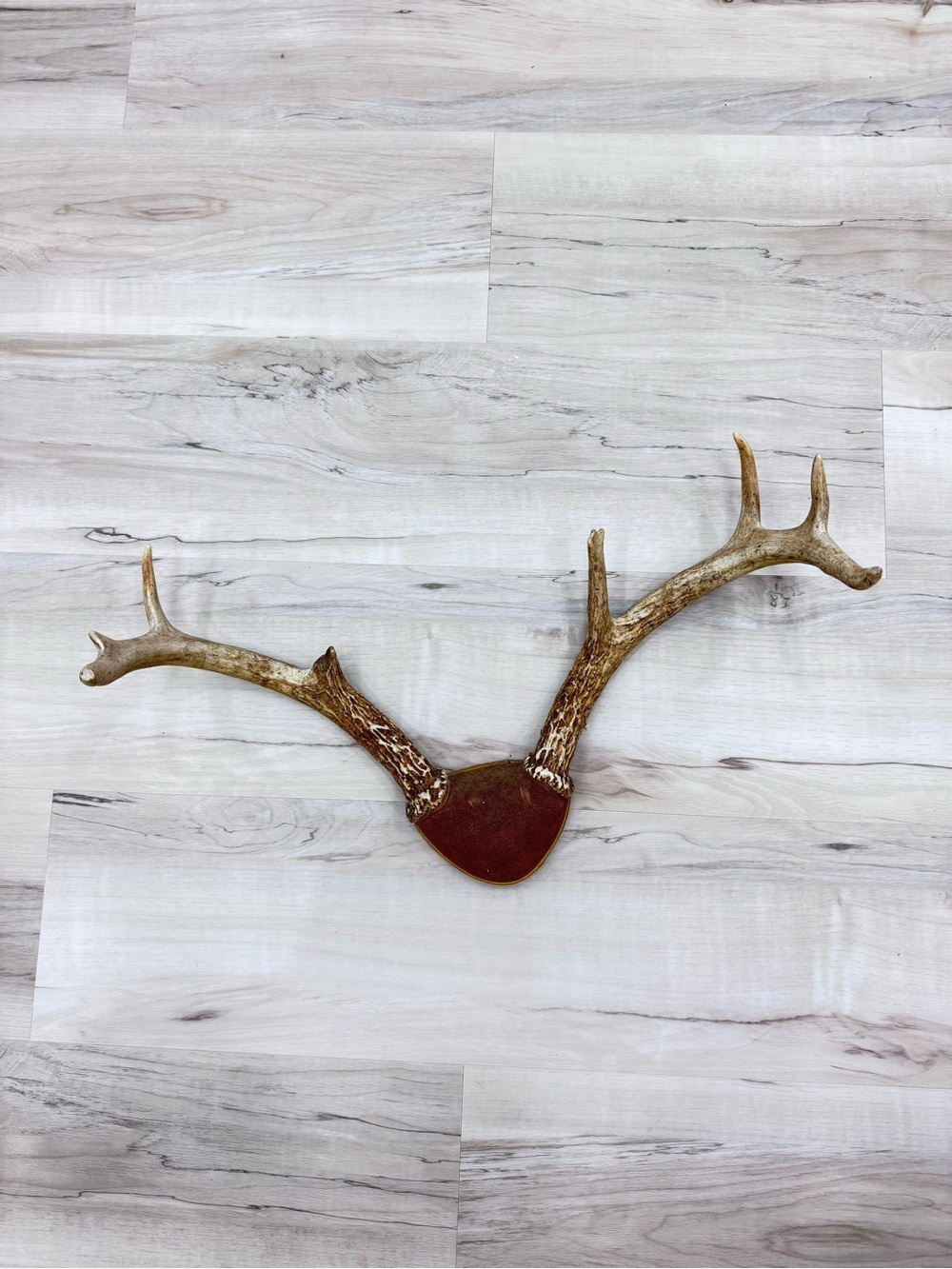 Vintage deer mount antler set cabin lodge decor ranch estate Airbnb log home